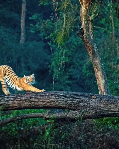 Jim-Corbett-National-Park-Is-Beyond-Tigers-jpg